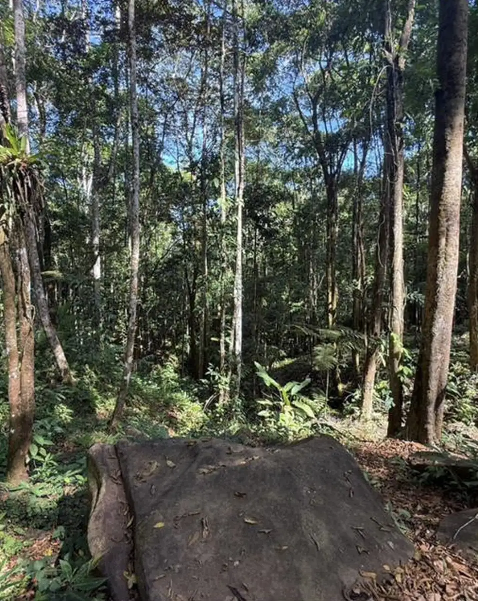 Sunlight through the rainforest canopy above a broad stone in the Holos forest